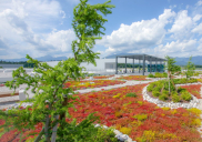 Raycap landscape design and green roof, Komenda