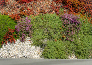 Raycap landscape design and green roof, Komenda